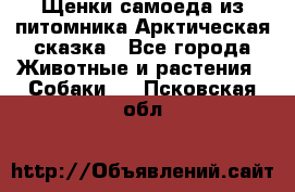 Щенки самоеда из питомника Арктическая сказка - Все города Животные и растения » Собаки   . Псковская обл.
